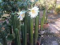 Кактуси от рода Сан Педро Echinopsis pachanoi San pedro cacti кактус