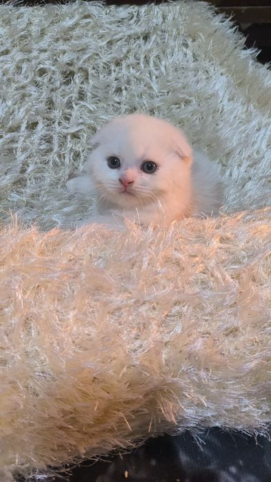 Животные кошки и