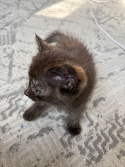 Котёнк 1,5 месяца