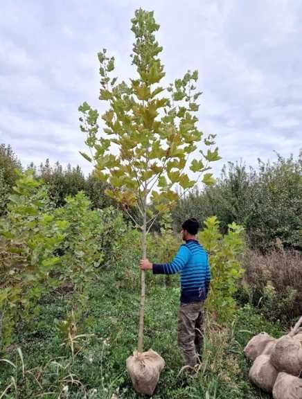 Artar Mesteacan Tei Platan , Plante de toamna cu rata de prindere 100%