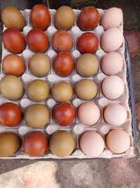 Vând ouă pentru incubat Marans&Oliver