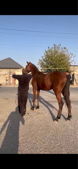 Продам, лошадь, жиребенок 1,5 года , чистокровный орловец ,