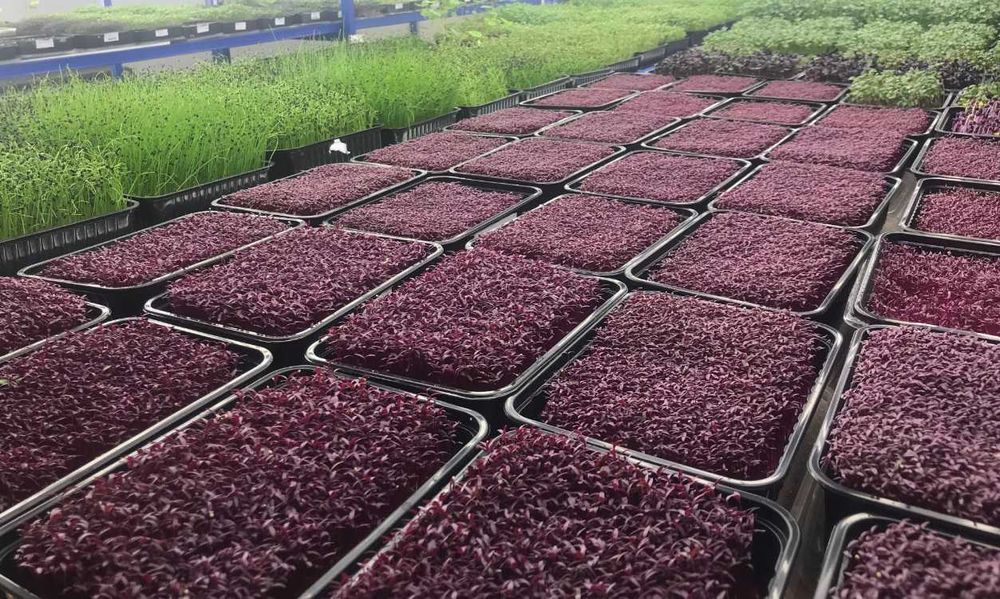 Семена для Микрозелени и Beby Leaves от компании Suba Seeds Италия