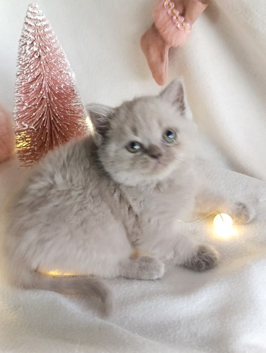 Pui fetiță British Shorthair ORADEA
