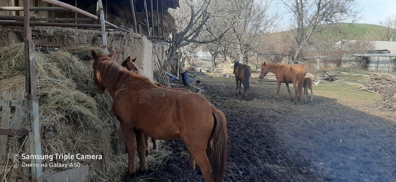 Продам лошадей огуленные