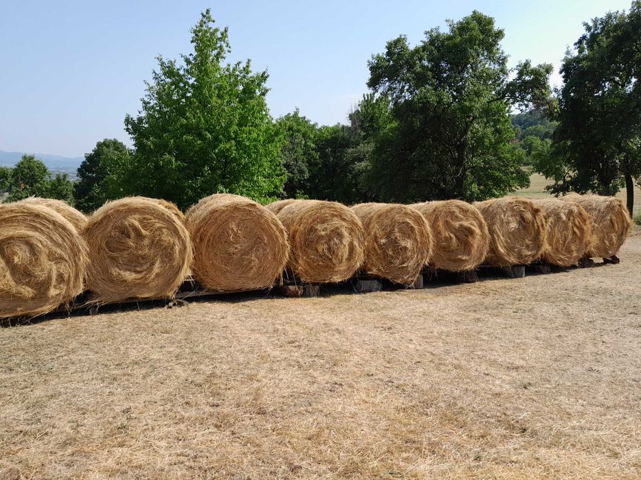 Vând baloti de fân