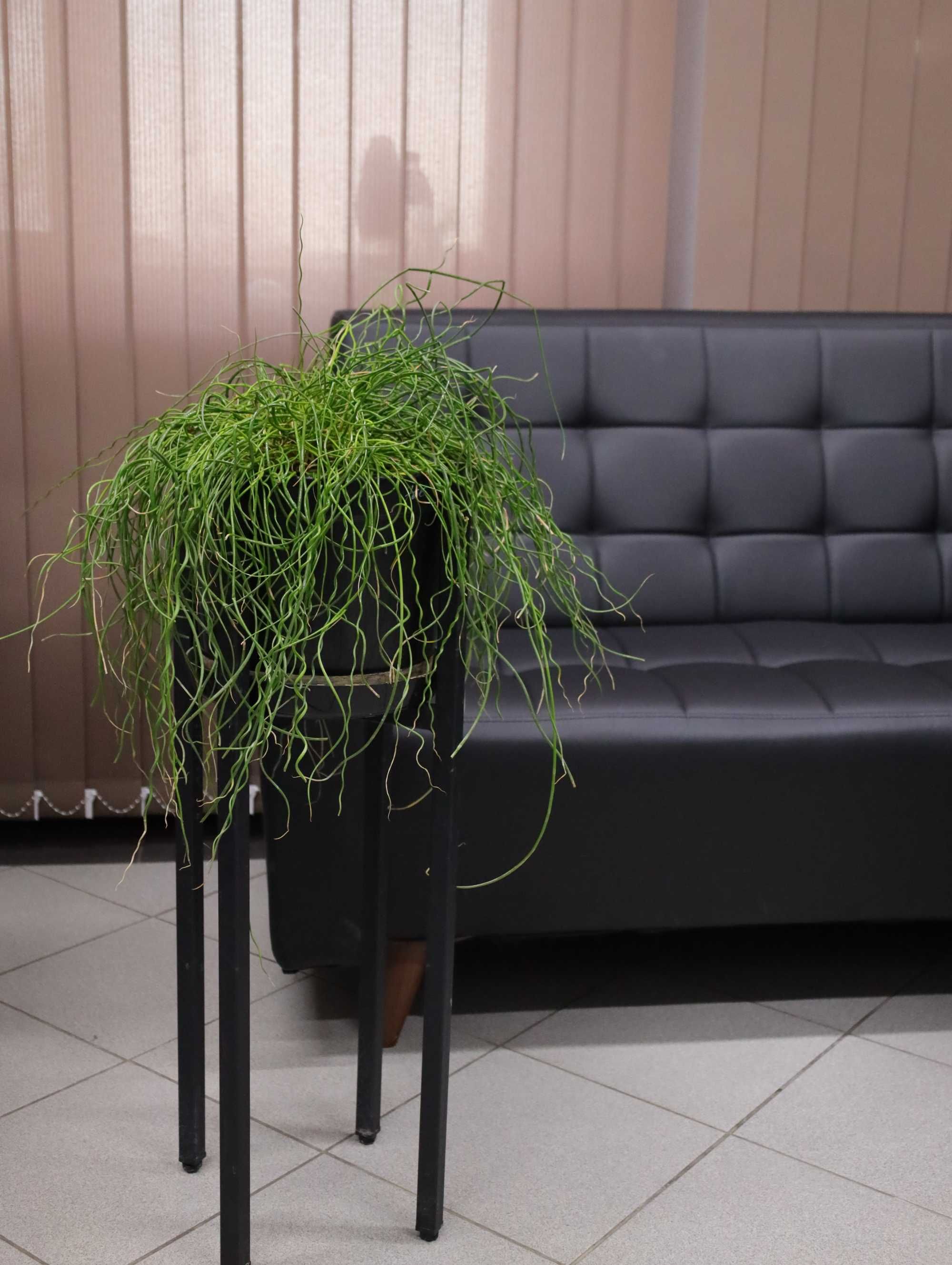 Продам комнатное растение: Ситник развесистый спиралис