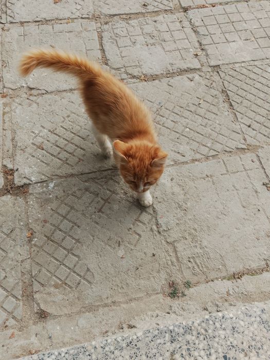 Подарявам котета