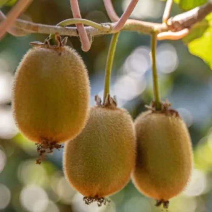 Pomi Fructiferi Exotici La Ghiveci (Kiwi)