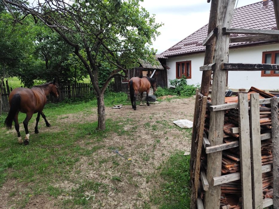Mânz (armăsar) de 2 ani,