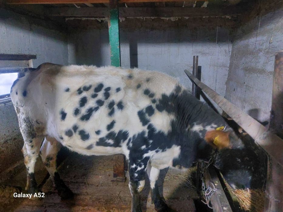 Продам корову молочный