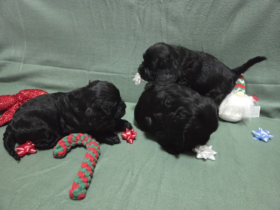 Продавам малки сладки кученца кокер шпаньол