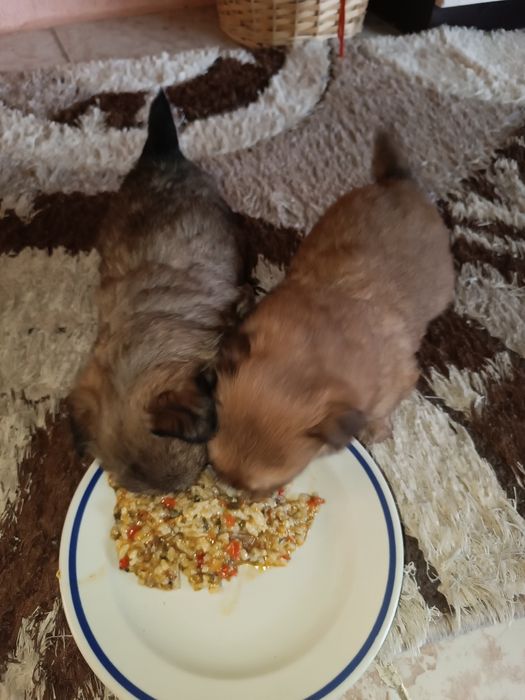 Пекинез на 40 дена