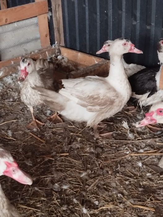 Продам индоуток ( шипуны)