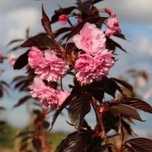 Cires Japinez Royal Burgundy