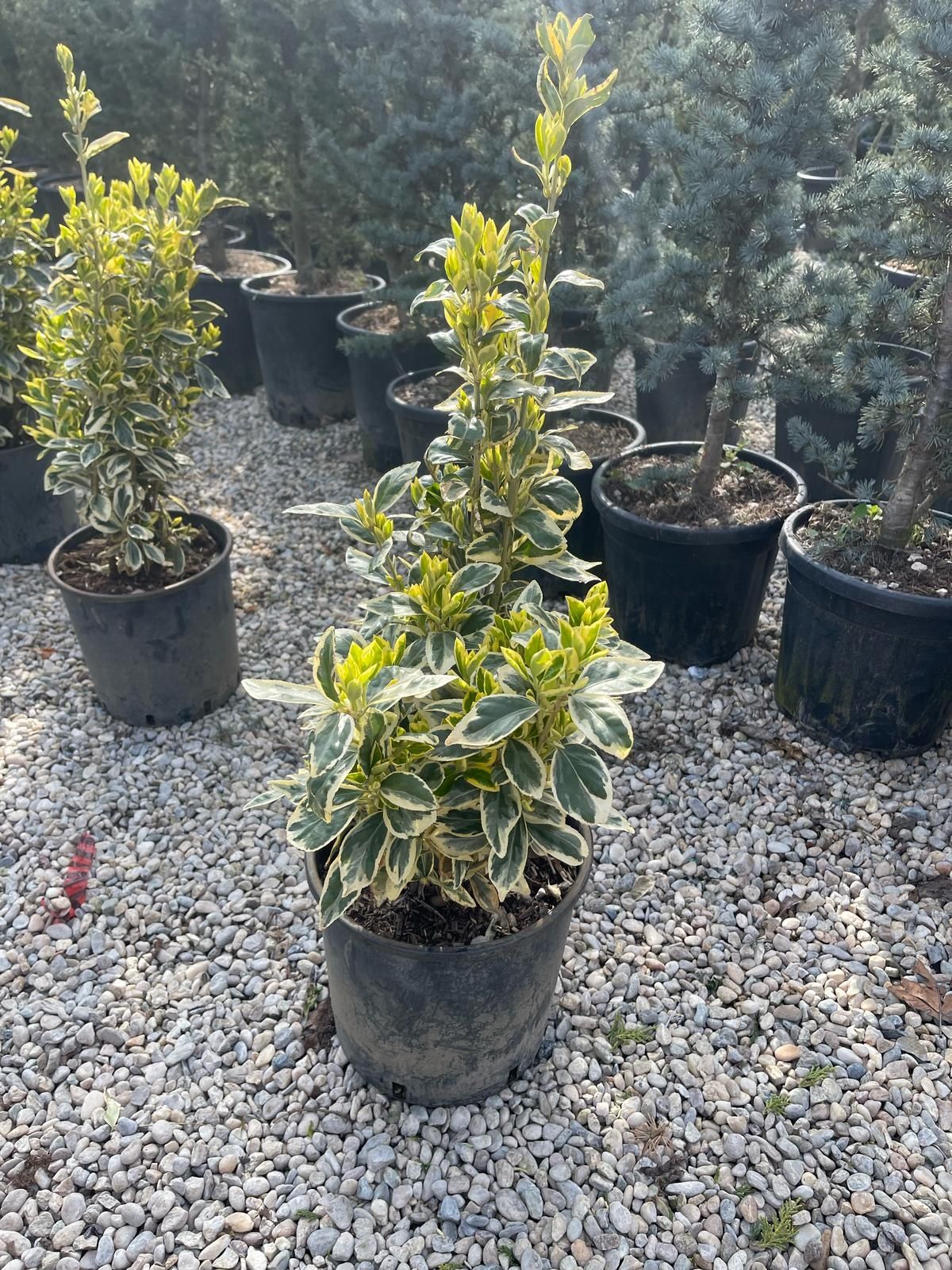 Plante ornamentale aclimatizate