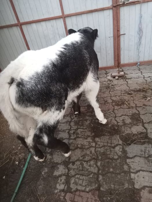 Vând trei viței de lapte