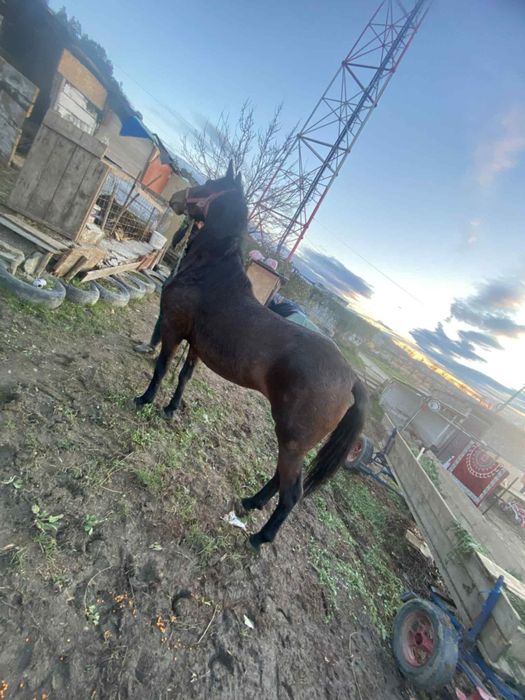 Vând doua iepe de 4 ani si 7 ani