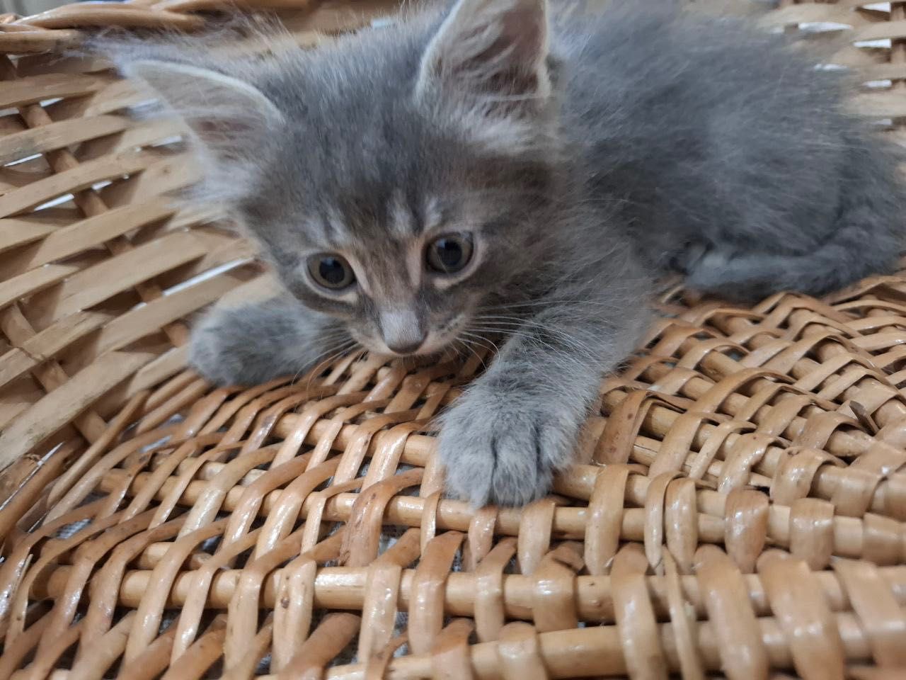 Отдам котят в добрые руки