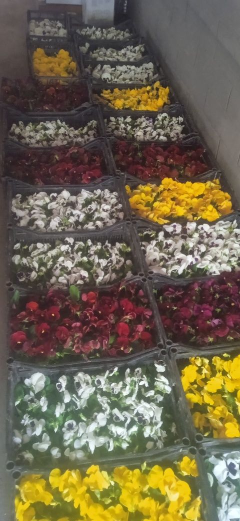Karom gul, kapalak (viola)  sotiladi