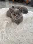 Pui British Short Hair 3 luni