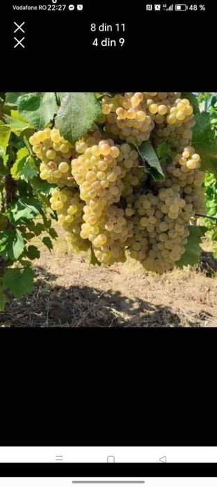 Vand struguri de vin