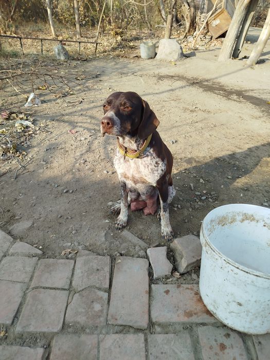 Овчи ит  боллари сотилади