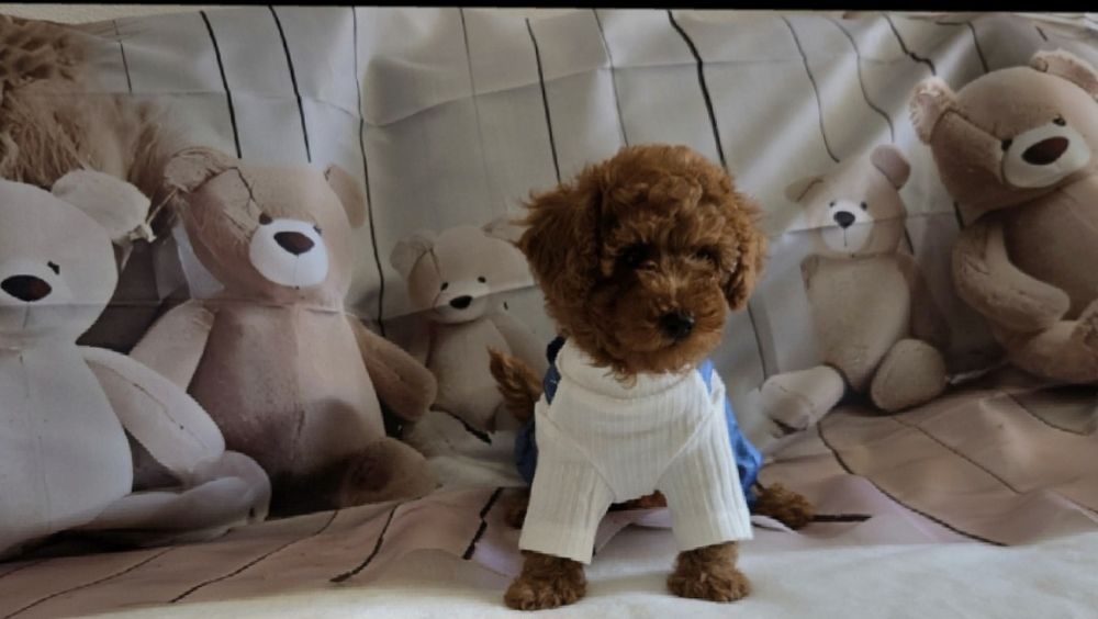 Пудел той / Мини Poodle toy с родословие
