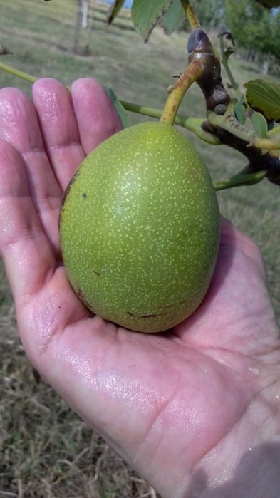 Pomi Fructiferi  nuc marele moldovenesc
