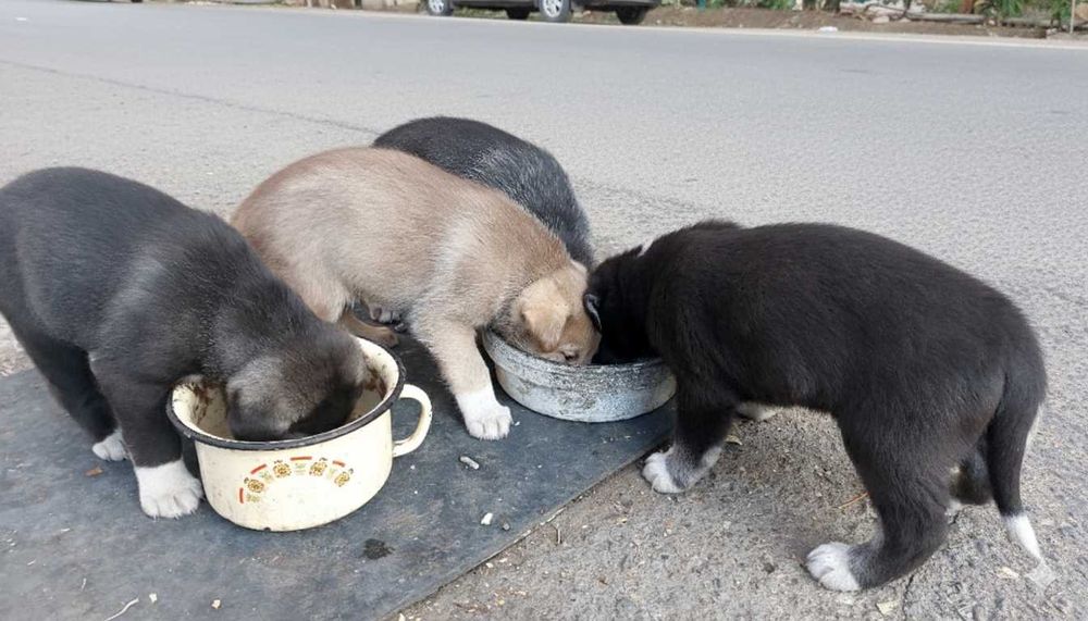 отдам в хорошие руки щенка. щенки