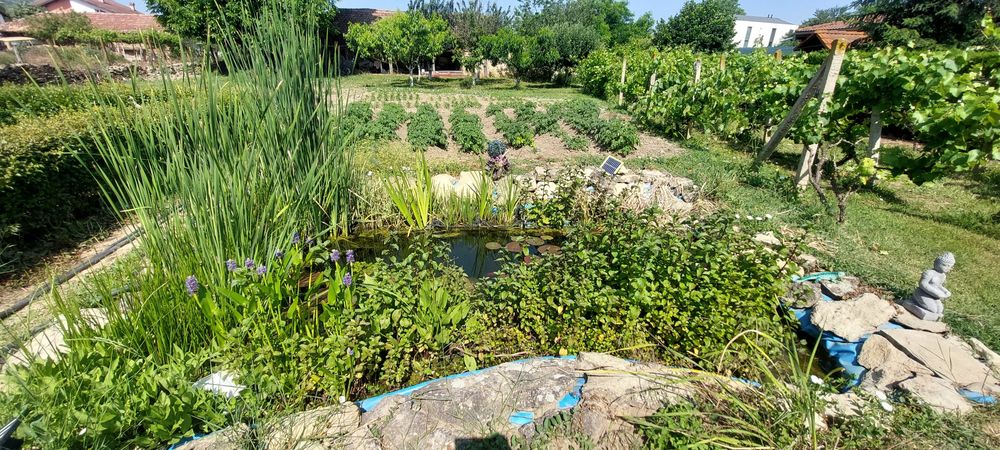 Продавам водни лилии и растения.