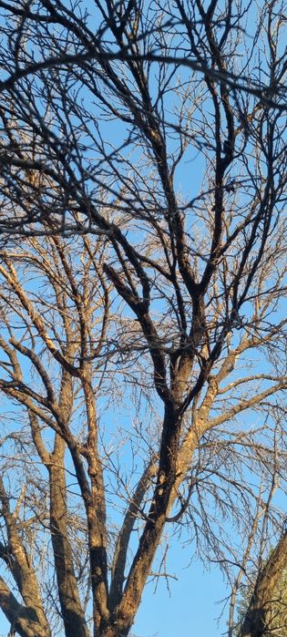 O'rik o'tin sotiladi