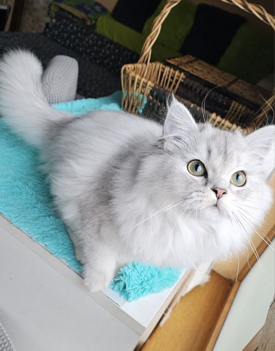 Британски дългокосмести котенца