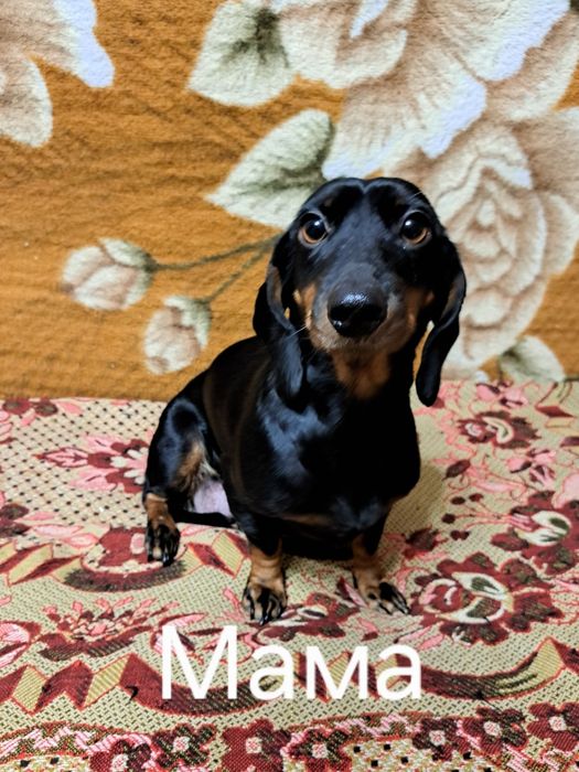 Продам щенят порода ТАКСА