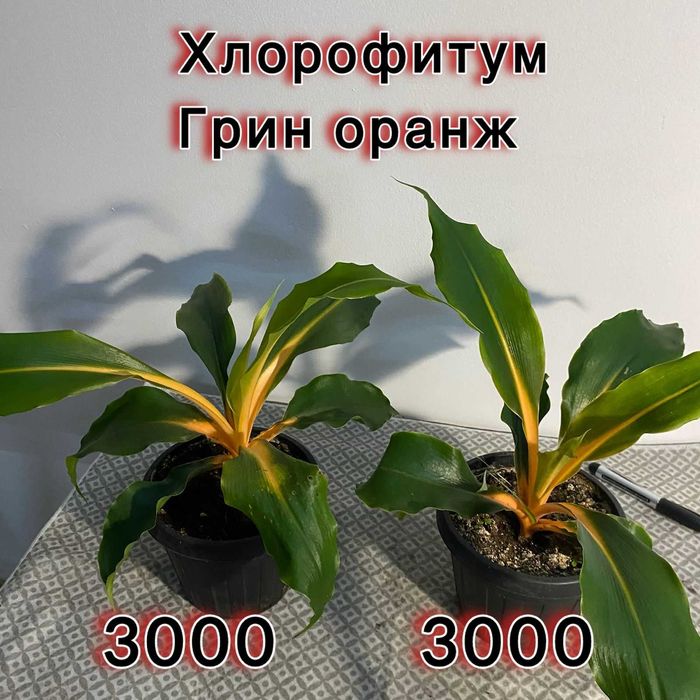 Цветы комнатные  для офиса