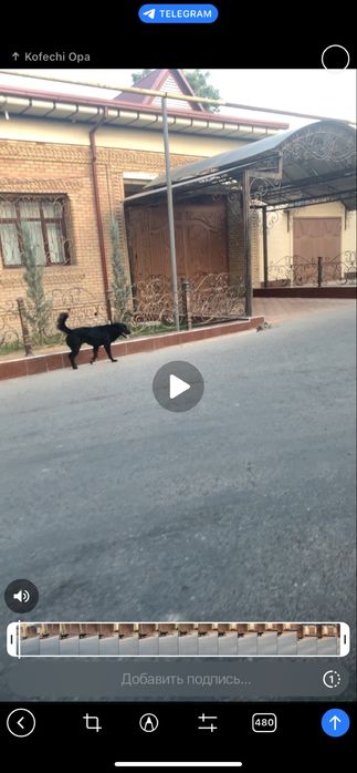 Algaritm gumbani yonida kv ogil bolaga 550.000