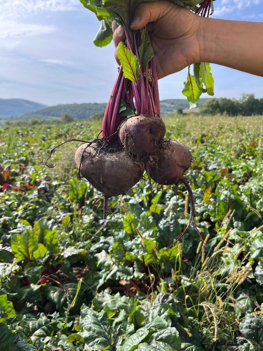 Vând sfeclă roșie Angro