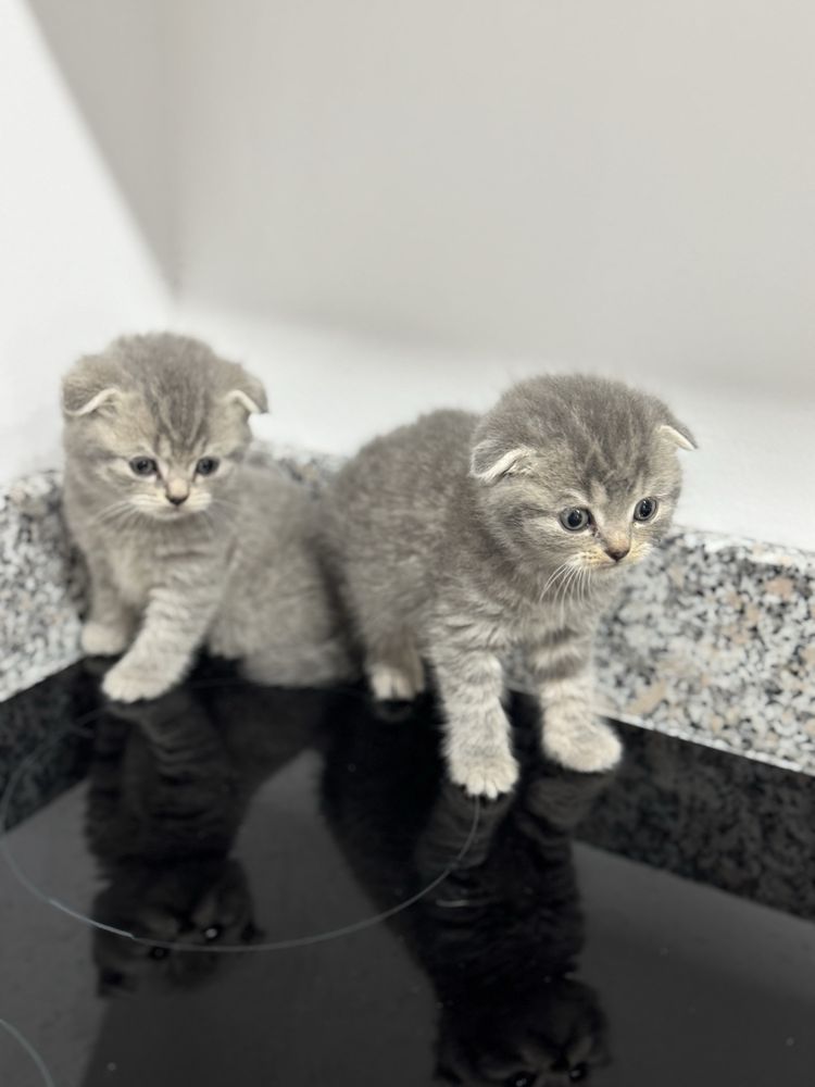 Scottish Fold Tabby