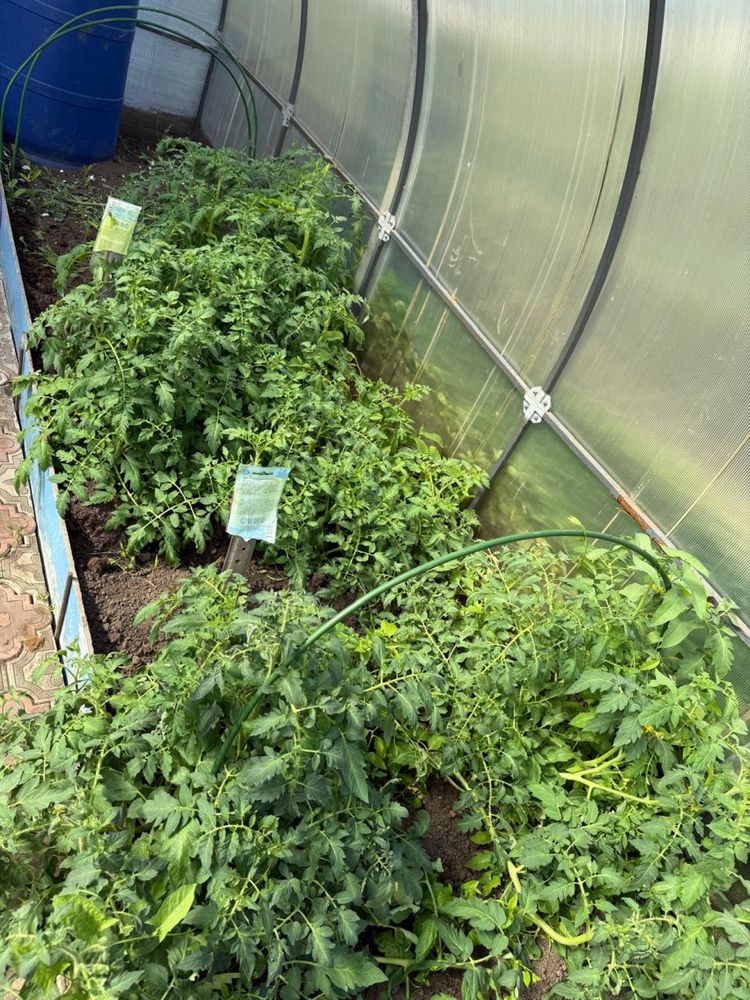 Продам рассаду помидор