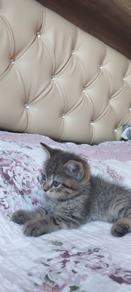 Продается котенок 2,5 месяца,скотиш страйт,окрас табби