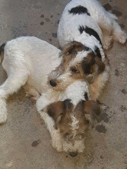 Продаются щенки фокстерьера