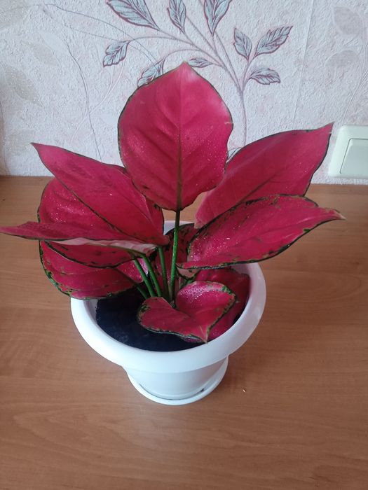 Продам аглаонему