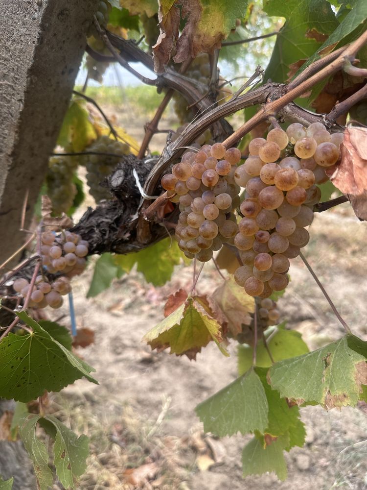 Struguri pentru vin productie 2025!!!