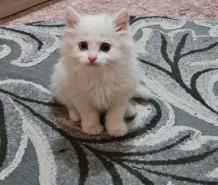 Очень милые котята!