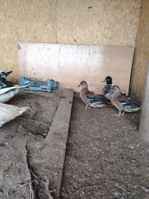 Продам утку дикую