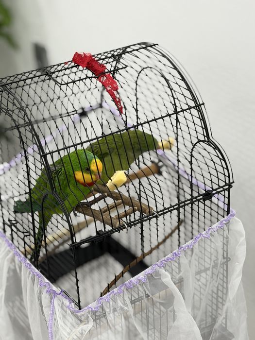 Папагал мъжки  барабанд