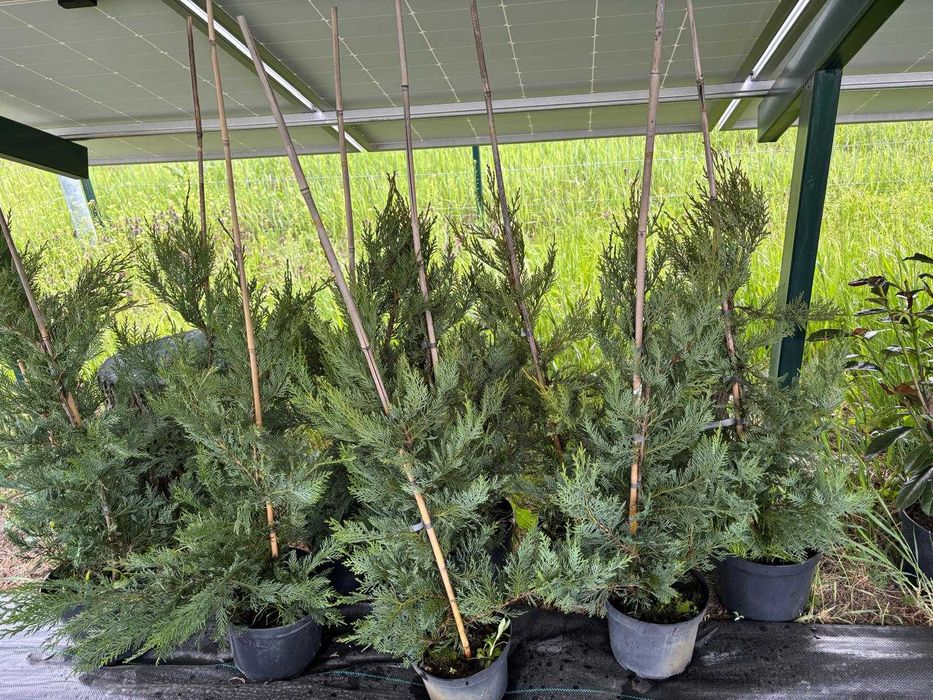 Vând gard viu Prunus Laurocerasus 60-80 cm si Leylandii 80-100 cm