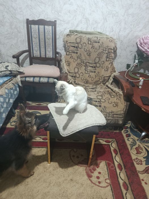 Продается длинношерстный щенок овчарка