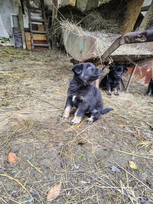 Căței ciobănești spre adopție