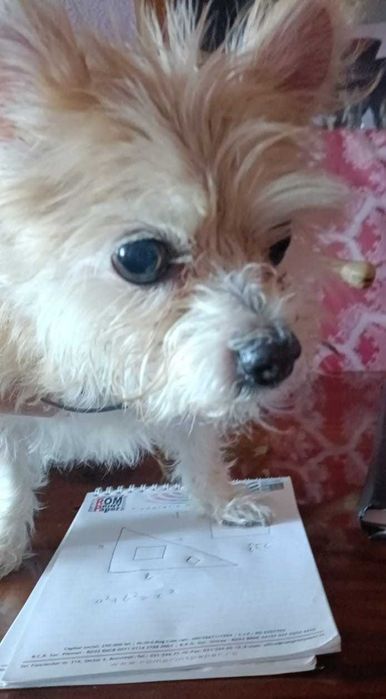 Meditații matematica IV-VIII